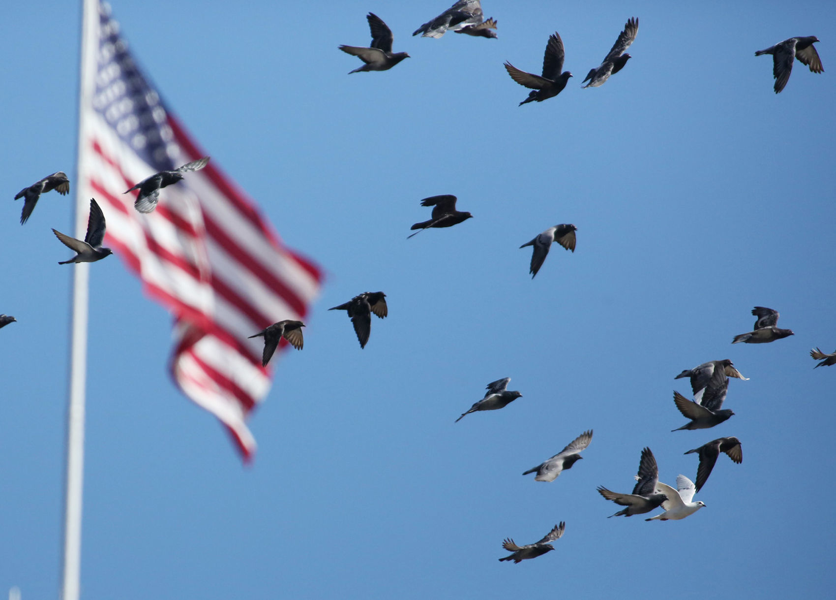 Downtown birds